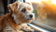 © Людмила Мазур - Dog is looking out the window. The dog is brown and white. The window is open