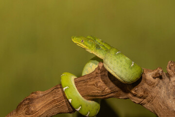 Young Green Tree Boa