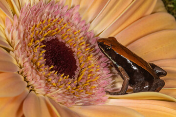 Wall Mural - Bronze Mantella - (mantella betsileo) from Madagascar