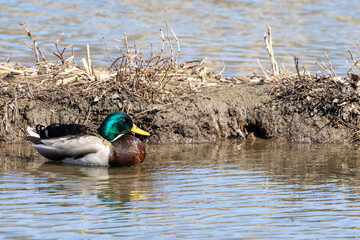mallard duck swimming in pond