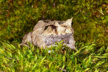 Wall Mural - solomon island eyelash frog in grass