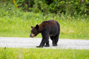 Black Bear in Aligator River National Wildlife Refuge