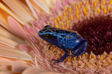 Wall Mural - blue sipiwini dart frog on flower