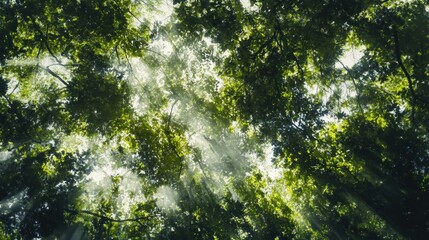 Poster - Sunbeams Streaming Through Dense Forest Canopy