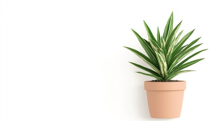 A variegated Pineapple plant in a rustic pot on solid white background, single object