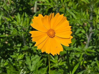 yellow dandelion flower