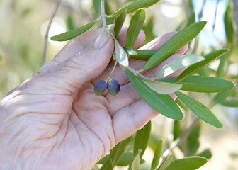 Close up on caucasian hand holding small canino olives growing on the tree. Popular for making olive oil.