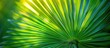 © The 2R Artificiality - Abstract Tropical Nature Artistic Macro Of Green Palm Tree Leaf