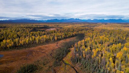Wall Mural - aerial scenic view of canopy of autumn trees close to denali national park.