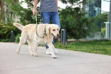 Wall Mural - Owner walking with cute Golden Retriever dog outdoors, closeup. Space for text