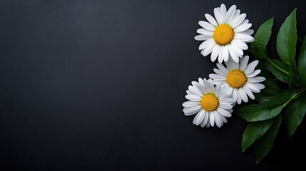 Wall Mural - Three white daisies with yellow centers on a dark background, highlighting natural beauty.