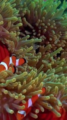 Sticker - A lively orange and white clown fish navigates through a clear aquarium, surrounded by lush greenery and aquatic decor.