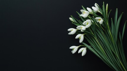 Wall Mural - A bouquet of white snowdrop flowers arranged on a dark background.