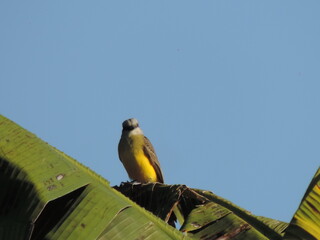 yellow and blue bird