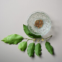 Dried Spanish Cherry Flowers in a Glass Bowl, Bullet Wood (Mimusops elengi), Top View.