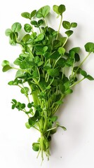 A bunch of green herbs are shown in a close up