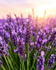 Poster - Vibrant purple lavender field