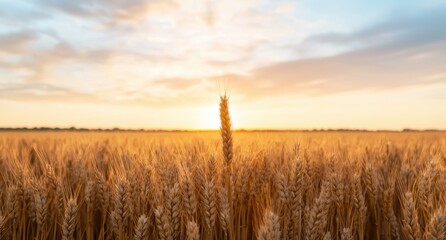 Wall Mural - golden wheat field at sunset