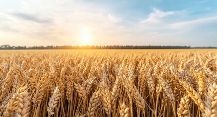 Wall Mural - golden wheat field at sunset