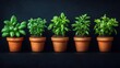 © Z.I.M - Five potted herbs arranged in a row against a dark background.