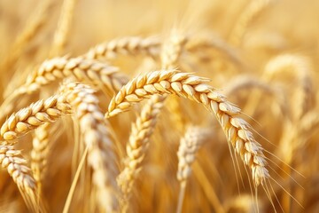 Close-up of golden wheat stalks in a field.