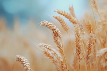 Close up of wheat stalks in field.