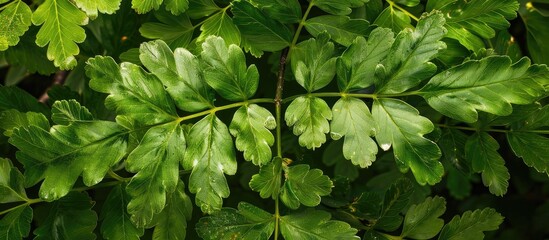 Sticker - Green Leaves Of A Fern