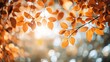 © CLOVER BACKGROUND - Golden Autumn Leaves with Soft Light Background
