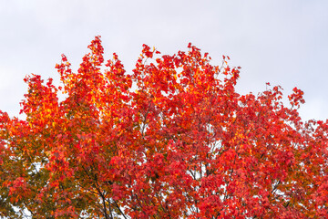 Wall Mural - maple tree branches in fall