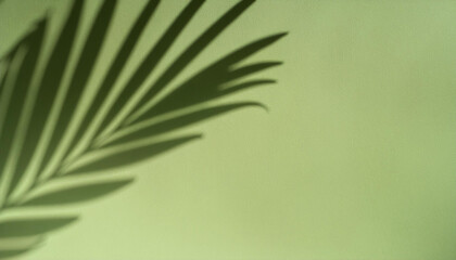 Palm leaf shadow on a green wall background. Olive color stylish flat lay with trendy shadow and sun light