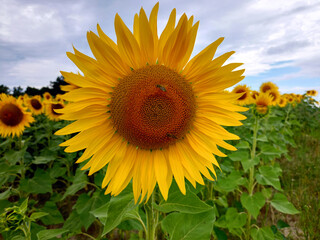 Blooming sunflower on field, summer scene with blossom detail