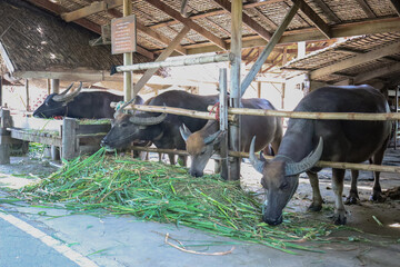 Thai Buffalo graze at the farm, focus selective