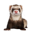 © TransPicHub - Ferret on white isolated background transparent