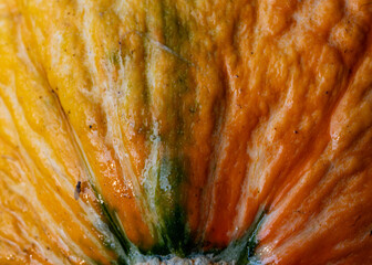 Wall Mural - pumpkin in the garden, autumn harvest time, gardener's concept, autumn harvest, macro