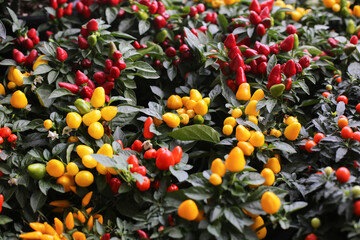 Sticker - Decorative pepper background. Mix of colors. Red and yellow pappers. Capsicum Annuum plant. Vibrant ornamental peppers. Colorful various pepper plants texture. Growing peppers at home.