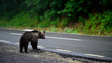 Europäischer Braunbär (Ursus arctos arctos) läuft entlang einer Asphaltstraße - Karpaten, Rumänien // European Brown bear walking along an asphalt road - Carpathians, Romania