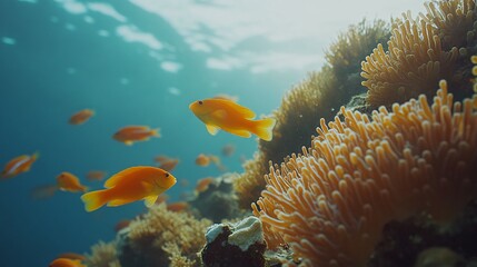 A vibrant school of orange fish swim through a coral reef in a tropical ocean.