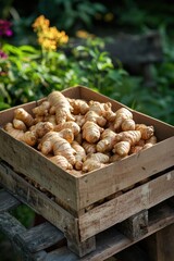 Poster - ginger in a wooden box. Selective focus