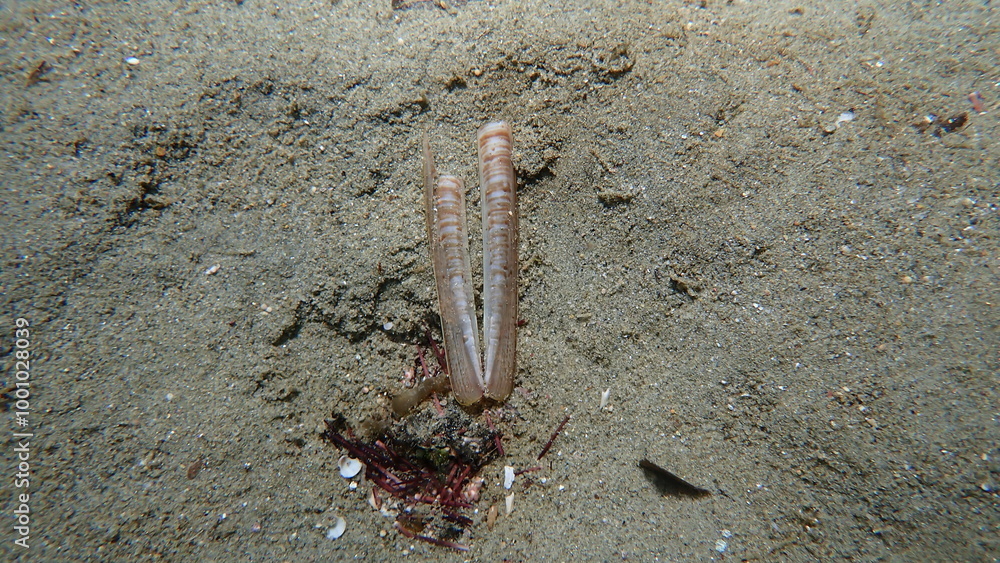 Seashell of bivalve mollusc minor jackknife clam (Ensis minor) undersea ...