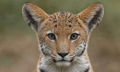 A young lynx stares intensely at the camera, its large ears perked up and its bright green eyes focused