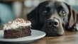 © svastix - In a heartwarming scene, a dog stares intently at a slice of chocolate cake on a plate, symbolizing longing, temptation, and the universally relatable desire for a treat.
