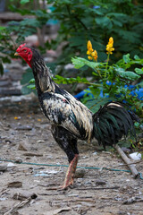 Wall Mural - The fighting cock in garden nature farm