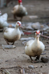 Poster - The white Muscovy Duck is stay in nature garden