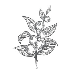 Blueberries on a branch in line drawing style