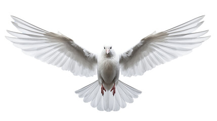 Flying white pigeon.