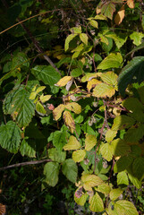 Wild raspberry bush