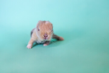 Little baby rabbit bunny playful on green background. Healthy fluffy hair new born rabbit brown bunny sitting in studio. Animal cute pet lovely furry bunny concept.