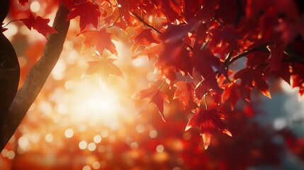 The vibrant red leaves of a maple tree, illuminated by the warm autumn sun.