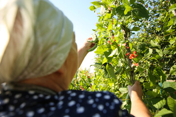 Canvas Print - Senior farmer picking fresh pea pods outdoors, closeup