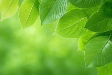 Wall Mural - green leaves under soft sunlight in a tranquil natural setting, conveying serenity and freshness